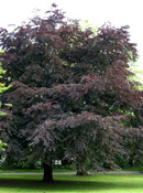 org:/gardening tips/Snoeiadvies/Overzichtspagina/Gewone_beuk.jpg